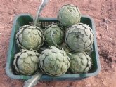 Agricultura ensaya tcnicas de cultivo para la produccin de alcachofa durante los meses de diciembre a marzo