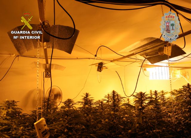 Desmantelado un invernadero clandestino de marihuana en Puerto Lumbreras - 2, Foto 2