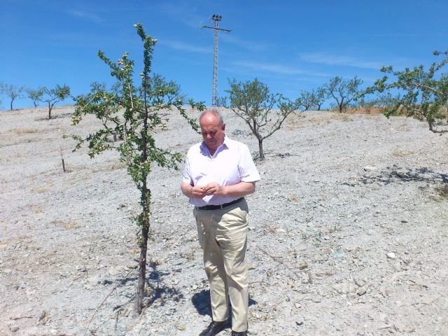 Agricultura comprueba sobre el terreno los daños causados por la sequía en zonas de los municipios de Lorca, Fuente Álamo y Murcia - 1, Foto 1