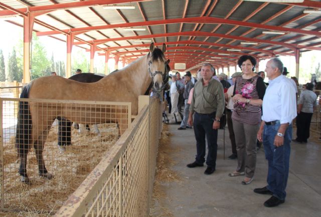 Inaugurada la Feria de Ganado Equino de Puerto Lumbreras 2014 que muestra más de 400 ejemplares de ganado durante todo el fin de semana - 1, Foto 1