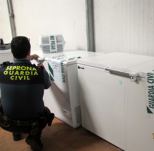 La Guardia Civil interviene 200 kilos de productos pesqueros ilegales en un establecimiento de hostelería - 1, Foto 1