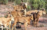 IU-Verdes Totana denuncia la situación de los arruís en el Parque Natural de Sierra Espuña