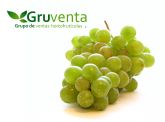 GRUVENTA prevé una campaña de uva de mesa de 