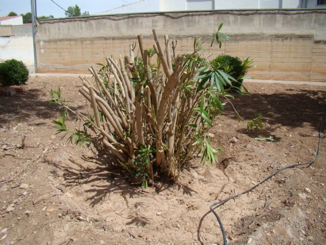 Juan Manuel Abellán: La Concejalía no ha eliminado vegetación del municipio, sino que está reorganizando y adaptando espacios - 1, Foto 1