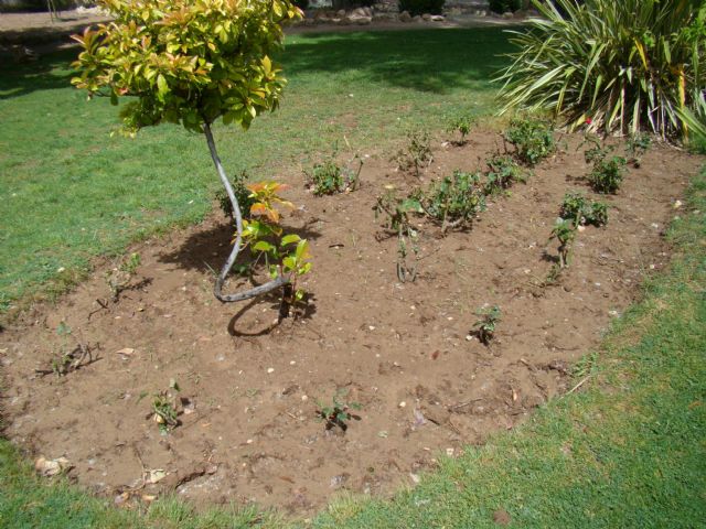 Juan Manuel Abellán: La Concejalía no ha eliminado vegetación del municipio, sino que está reorganizando y adaptando espacios - 2, Foto 2