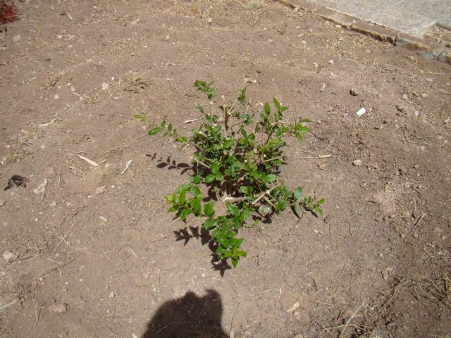 Juan Manuel Abellán: La Concejalía no ha eliminado vegetación del municipio, sino que está reorganizando y adaptando espacios - 3, Foto 3