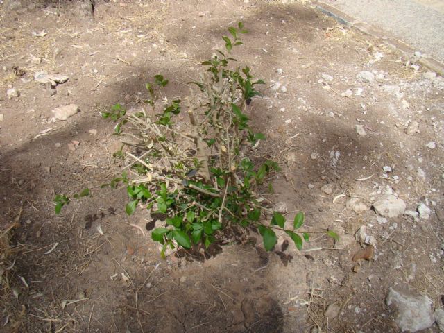 Juan Manuel Abellán: La Concejalía no ha eliminado vegetación del municipio, sino que está reorganizando y adaptando espacios - 4, Foto 4