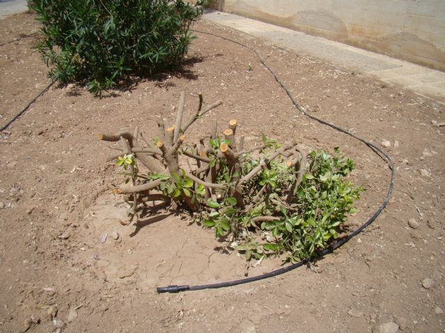 Juan Manuel Abellán: La Concejalía no ha eliminado vegetación del municipio, sino que está reorganizando y adaptando espacios - 5, Foto 5