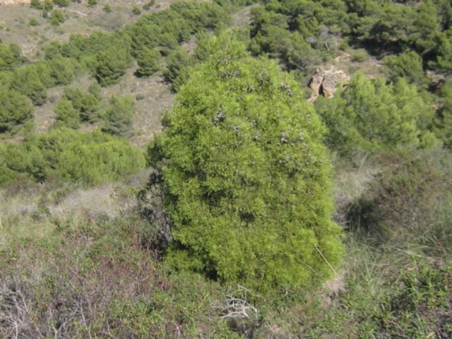 Medio Ambiente lidera un proyecto LIFE europeo para preservar los bosques de ciprés de Cartagena en la Sierra de la Fausilla - 1, Foto 1