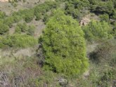 Medio Ambiente lidera un proyecto LIFE europeo para preservar los bosques de ciprs de Cartagena en la Sierra de la Fausilla
