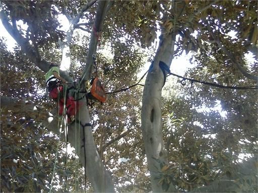 Medio Ambiente instala en el Ficus de Santo Domingo un sistema de unión de ramas para evitar caídas - 2, Foto 2