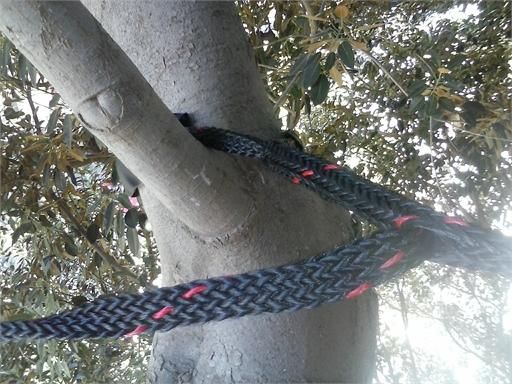 Medio Ambiente instala en el Ficus de Santo Domingo un sistema de unión de ramas para evitar caídas - 3, Foto 3