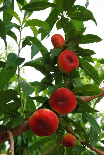 La Región de Murcia produce los primeros paraguayos extra tempranos que son exportados al mercado europeo - 2, Foto 2