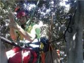 Medio Ambiente instala en el Ficus de Santo Domingo un sistema de unión de ramas para evitar caídas