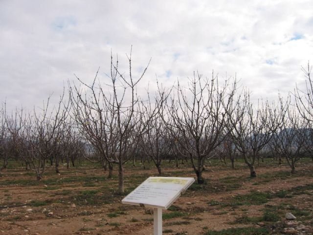 Agricultura celebra mañana la XII Jornada del Grupo I+D Cerezo para mostrar los avances sobre el estudio de 69 variedades - 1, Foto 1