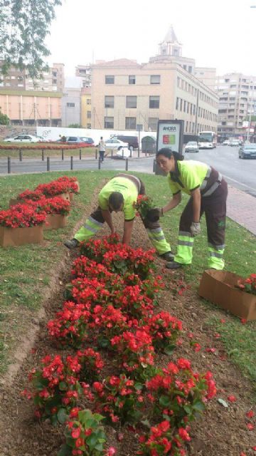 Medio Ambiente planta 800 begonias en parterres de la Avenida del Río - 1, Foto 1