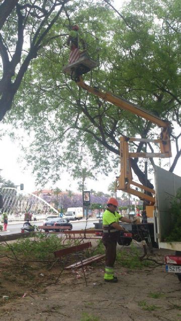 Medio Ambiente planta 800 begonias en parterres de la Avenida del Río - 2, Foto 2