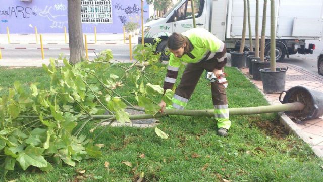 Nuevos árboles en el barrio de Santa María de Gracia - 2, Foto 2