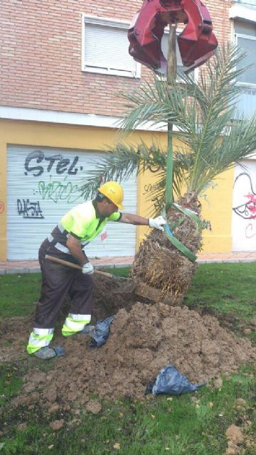 Nuevos árboles en el barrio de Santa María de Gracia - 3, Foto 3