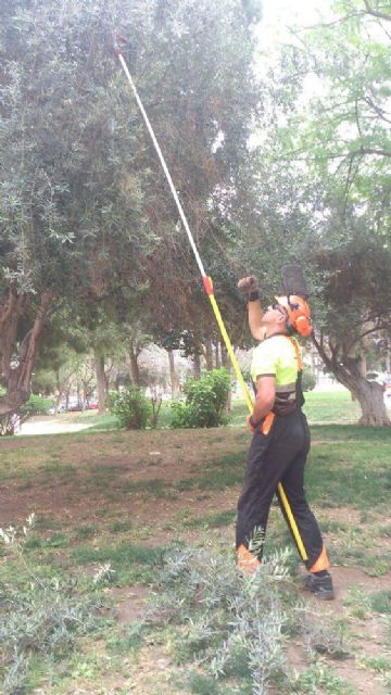 Nuevos árboles en el barrio de Santa María de Gracia - 4, Foto 4