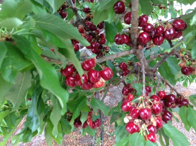 Agricultura muestra los patrones y variedades más recomendables para el cultivo del cerezo - 1, Foto 1