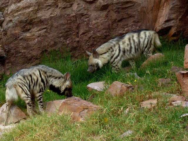Terra Natura Murcia recibe a los dos únicos ejemplares de hiena rayada del país - 1, Foto 1