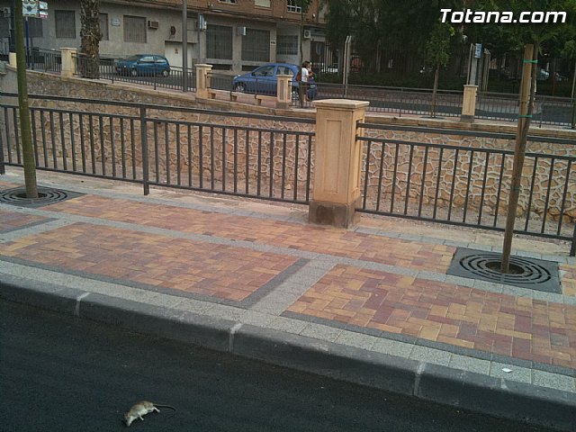 Inician los tratamientos para el control de cucarachas y roedores en la red de alcantarillado municipal y en los solares públicos, Foto 1