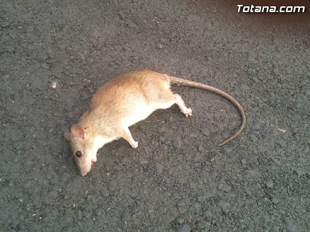 Inician los tratamientos para el control de cucarachas y roedores en la red de alcantarillado municipal y en los solares públicos, Foto 2