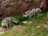 Terra Natura Murcia recibe a los dos nicos ejemplares de hiena rayada del pas