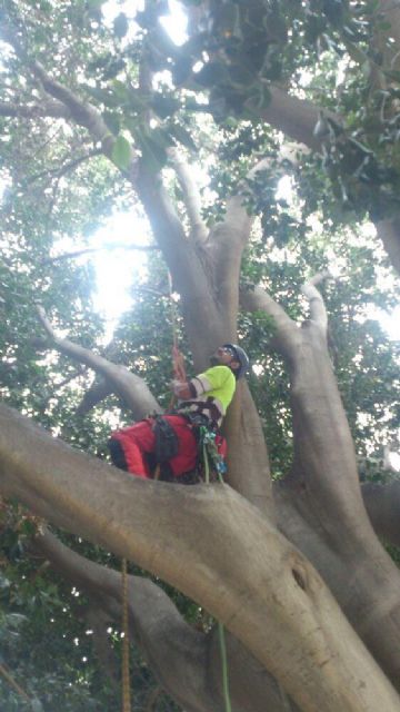 1.200 geranios lucen ya en los parterres de Ronda de Garay - 1, Foto 1