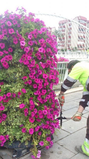 1.200 geranios lucen ya en los parterres de Ronda de Garay - 2, Foto 2