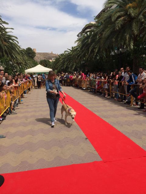 Más de medio centenar de animales participan en la II Edición de la Garrapata Fashion Week - 3, Foto 3