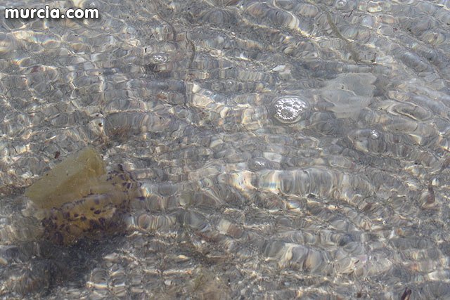 Agricultura informa a los ayuntamientos costeros, entidades y organismos sobre el dispositivo de control de medusas en el Mar Menor - 3, Foto 3