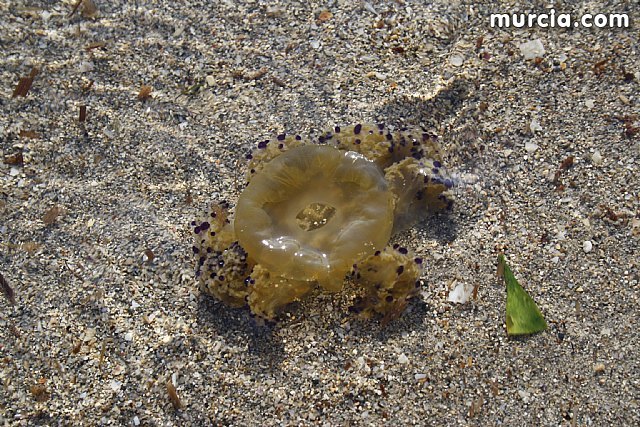 Agricultura informa a los ayuntamientos costeros, entidades y organismos sobre el dispositivo de control de medusas en el Mar Menor - 4, Foto 4