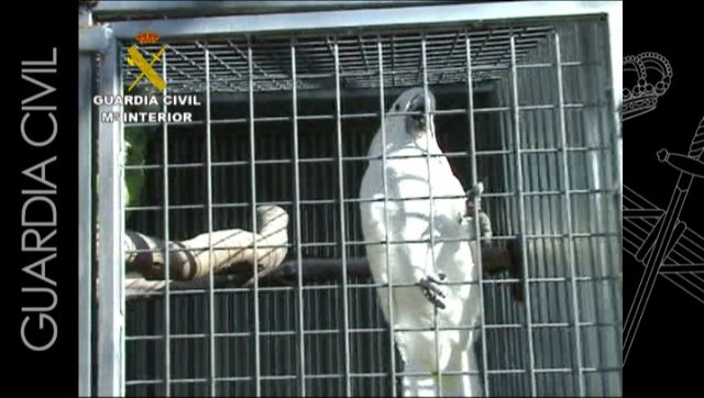 La Guardia Civil desarticula una red especializada en el tráfico de especies animales en peligro de extinción - 1, Foto 1