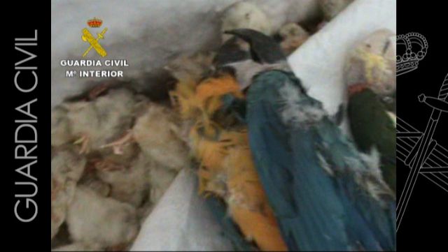 La Guardia Civil desarticula una red especializada en el tráfico de especies animales en peligro de extinción - 2, Foto 2