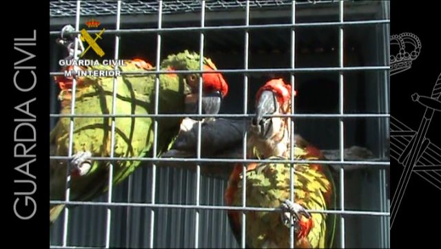 La Guardia Civil desarticula una red especializada en el tráfico de especies animales en peligro de extinción - 5, Foto 5
