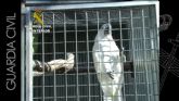 La Guardia Civil desarticula una red especializada en el trfico de especies animales en peligro de extincin