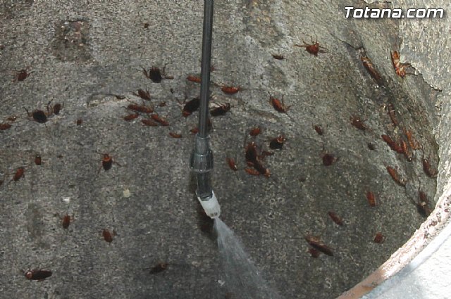 El ayuntamiento mejora el servicio de control de plagas - 10