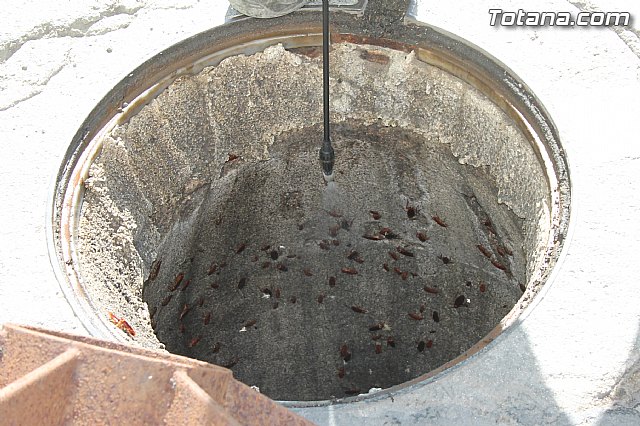 El ayuntamiento mejora el servicio de control de plagas - 9