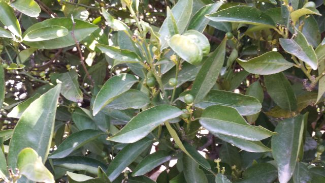 Asaja Murcia muy preocupada por los graves efectos de la sequía en el regadío murciano - 1, Foto 1