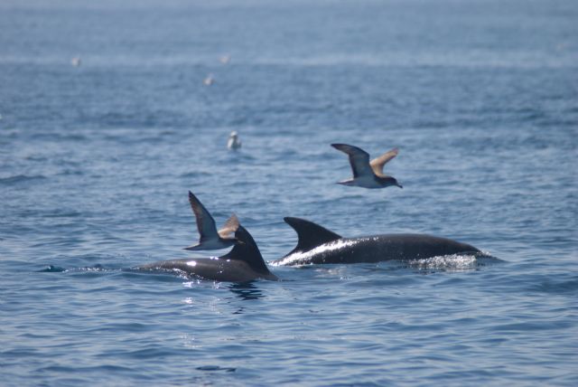 El Estudio de cetáceos aúna esfuerzos en las dos orillas del Mediterráneo - 2, Foto 2