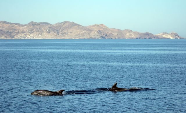 El Estudio de cetáceos aúna esfuerzos en las dos orillas del Mediterráneo - 3, Foto 3