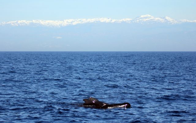 El Estudio de cetáceos aúna esfuerzos en las dos orillas del Mediterráneo - 4, Foto 4
