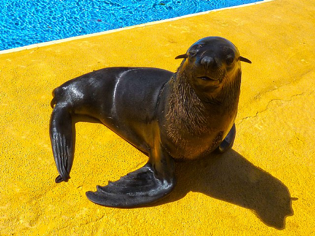Terra Natura Murcia incorpora a un oso marino al espectáculo con leones marinos - 1, Foto 1