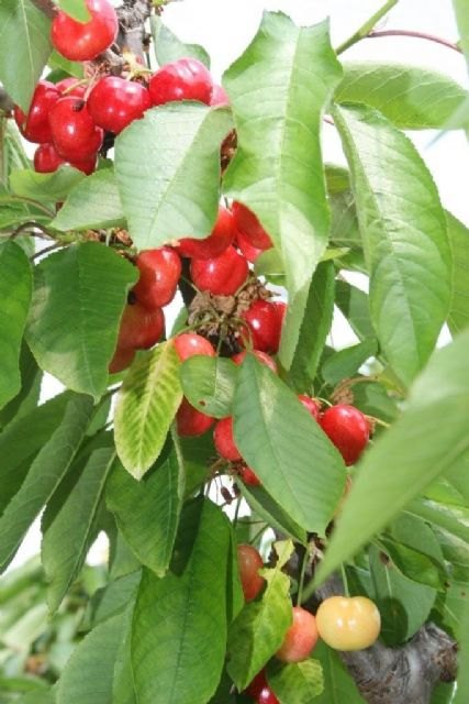La producción de cereza en la Región de Murcia se incrementa un diez por ciento con respecto a la campaña anterior - 1, Foto 1