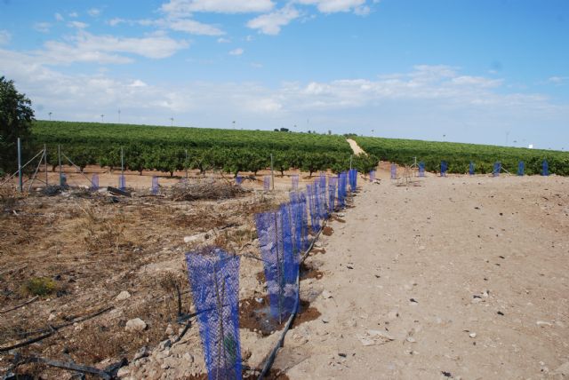 Miles de plantas para los campos agrícolas - 1, Foto 1