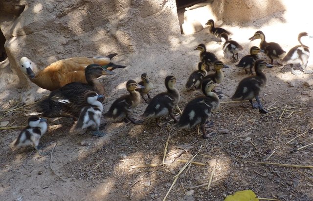 Terra Natura Murcia acoge el primer nacimiento de pollos de tarro canelo - 1, Foto 1