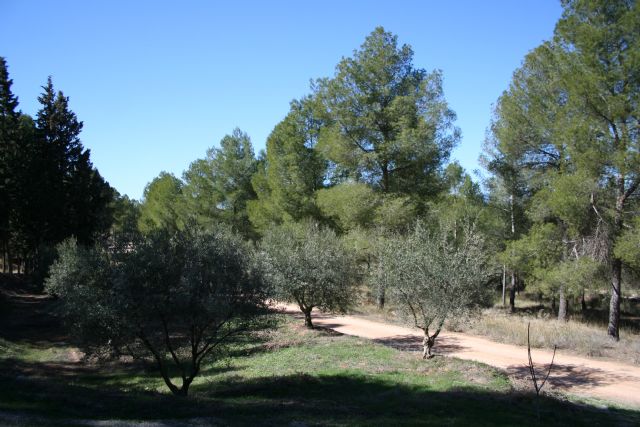 Medio Natural autoriza al Ayuntamiento a suministrar alimentación en los montes para las especies animales - 1, Foto 1