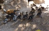 Terra Natura Murcia acoge el primer nacimiento de pollos de tarro canelo